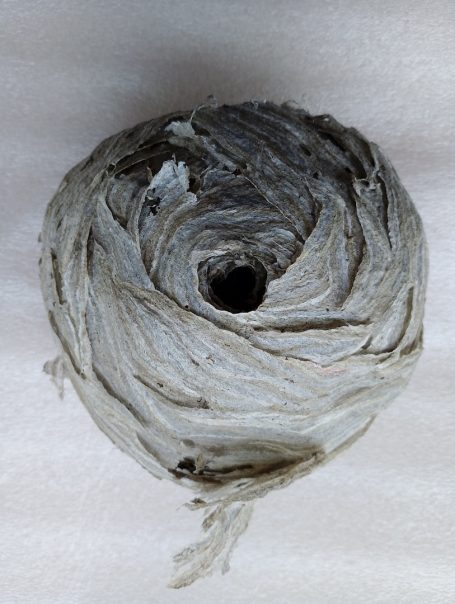 Wespennest Entfernung Kreisrunde Rolle aus grobem, naturfarbenem Papier oder Schnur, mit zentralem Loch.