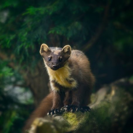 Mardervergrämung Marder steht auf einem Baumstamm mit grünen Bäumen im Hintergrund.