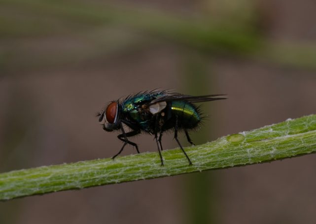 Fliegenbekämpfung Grüne Fliege mit braunem Kopf sitzt auf einem grünen Stängel.